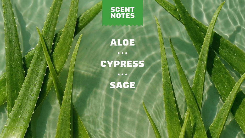 Close-up of green aloe vera leaves with scent notes text overlay.