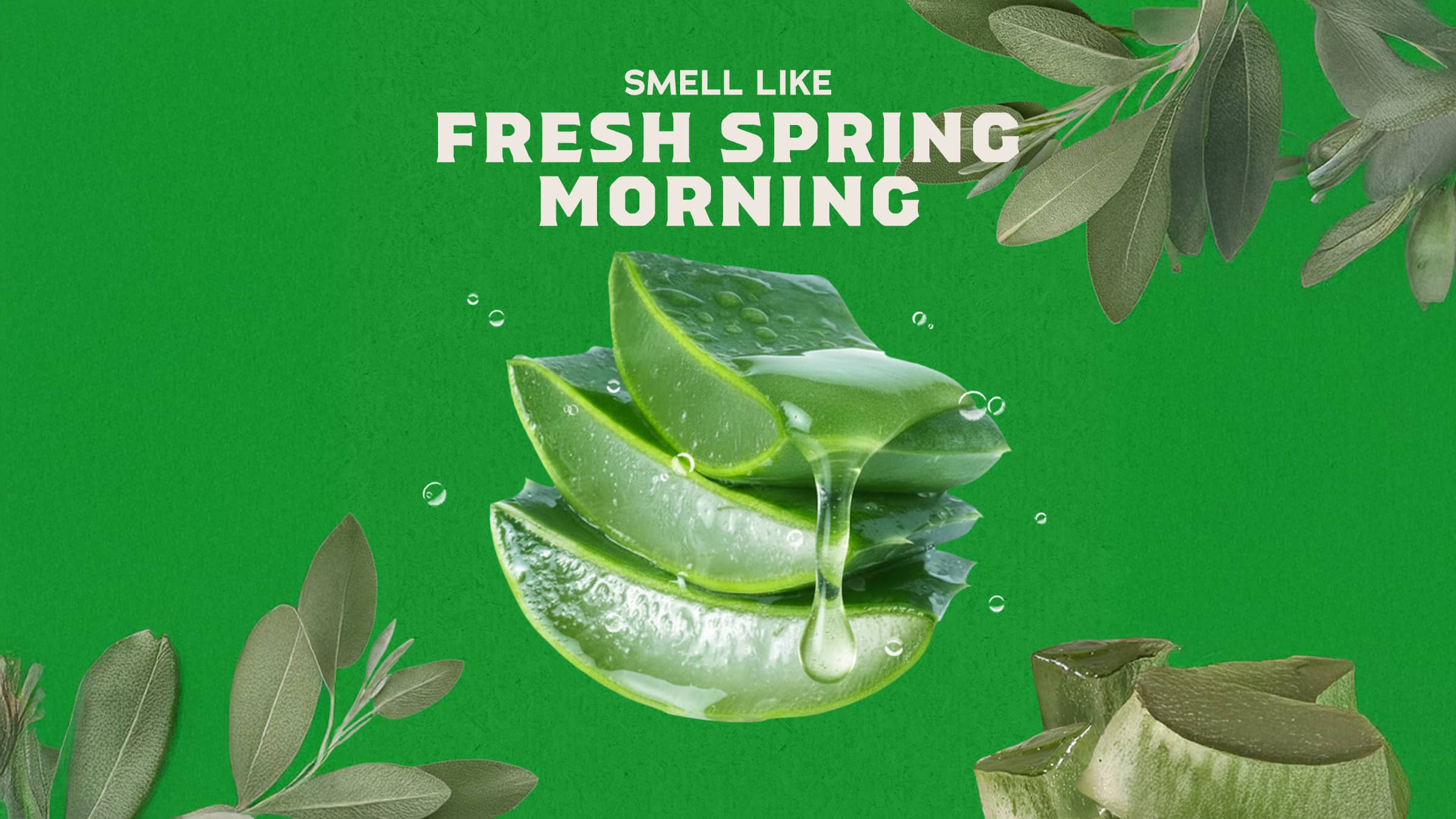 Aloe vera leaves with water droplets on a green background, promoting a fresh spring morning scent.