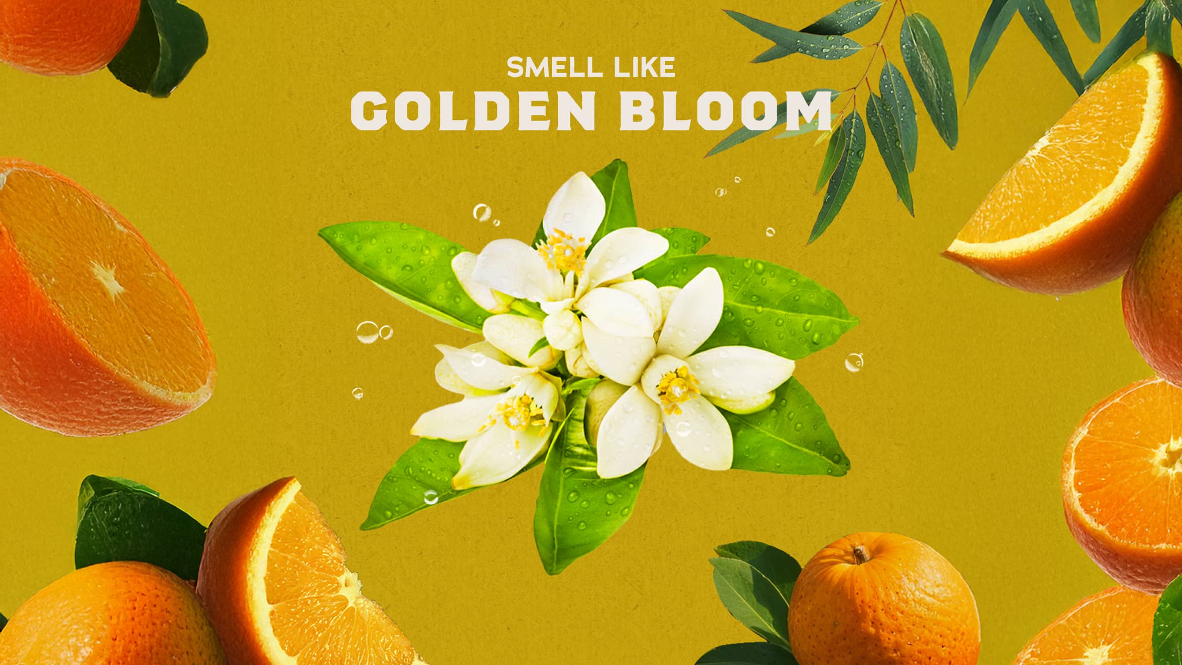Scent inspiration imagery used on Dr. Squatch product pages